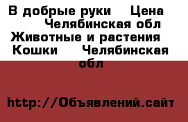 В добрые руки  › Цена ­ 300 - Челябинская обл. Животные и растения » Кошки   . Челябинская обл.